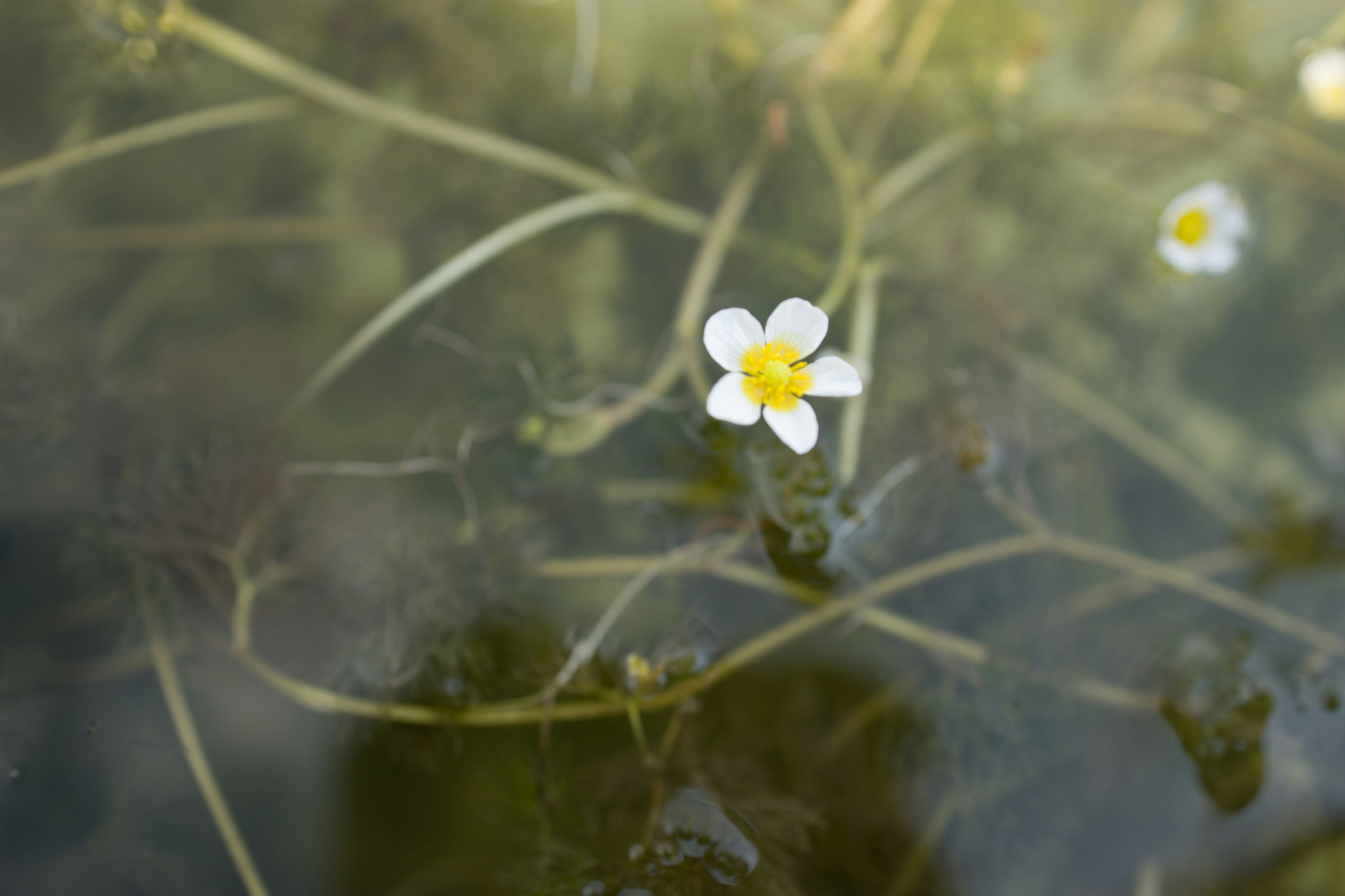 white flower on body of water